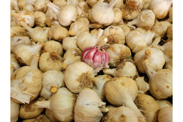 Semilla de Ajo Morado Para Siembra (1 Kg)